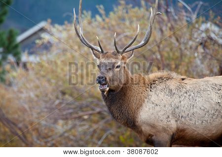 Osamocený býk Elk