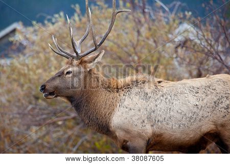 Osamocený býk Elk