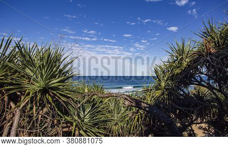 View Of The Pacific Ocean Across The Pandanus Trees, Near Point Cartwright In Mooloolaba, Queensland