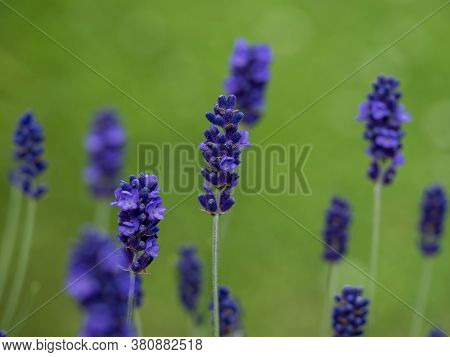 Closeup Of Lavender Flowers, Variety Hidcote Blue, With A Green Grass Background