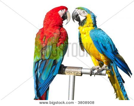 Два попугая красивые яркие цветные Macaws, изолированные на белом фоне