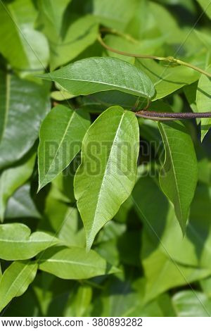 Grecian Silkvine Leaves - Latin Name - Periploca Graeca