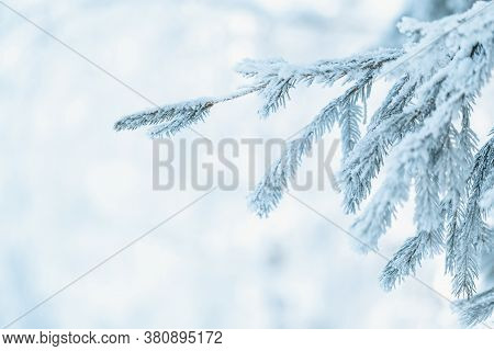 Christmas Tree With Snow Outdoor, Frozen Branch Of Spruce With Snow, Colden Winter Day.