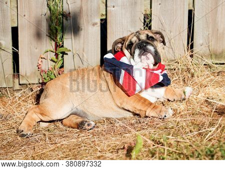 Red English Bulldog In Uk Skarf Out For A Walk Looking Up Lying On The Dry Grass