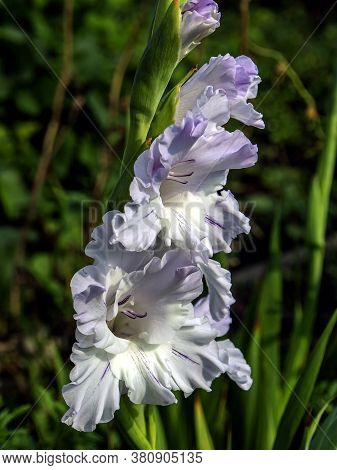 Delicate Fresh Light Lilac Gladiolus In The Garden
