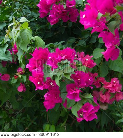 Pink Bougainvilleas Flower. Bloming Tropical Brush. Green Garden. Botanical Composition. Fresh Herbs