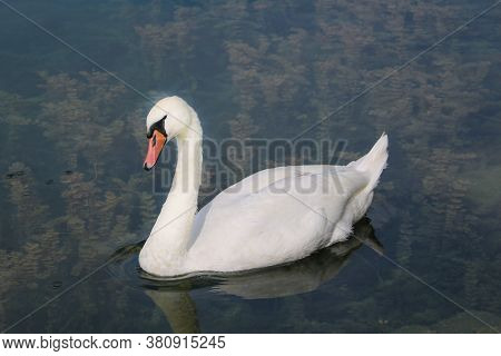 A Beautiful White Swan Swims In The Lake