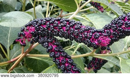 Lakonos American Phytolac, Three Elongated Purple Inflorescences On A Background Of Green Leaves. Il