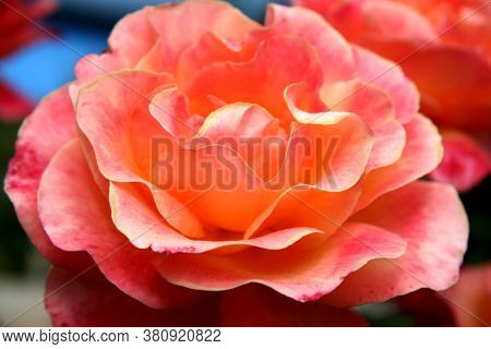 Blooming Rose Bud Light Pink, Coral Rose