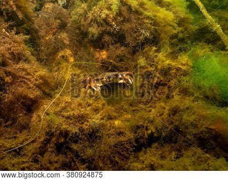 A Closeup Picture Of A Crab Underwater. Picture From Oresund, Malmo In Southern Sweden.