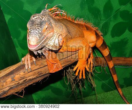 Red Iguana - Morph Green Iguana (lat. Iguana Iguana) In Terrarium