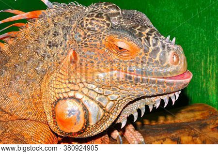 Red Iguana - Morph Green Iguana (lat. Iguana Iguana) In Terrarium