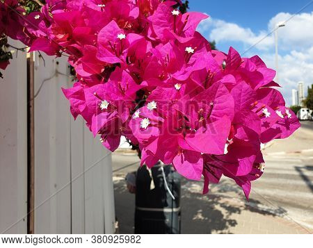 Beautiful Pink Bougainvillea Glabra Flowers Growing On A Bush. Also Known As Lesser Bougainvillea Or