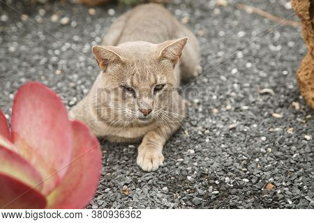 Blind Cat Lying On The Lawn, Animal Protection Concept