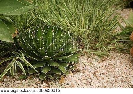 The Concept Of Landscape Design. Lawn With Succulent