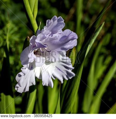 Delicate Fresh Light Lilac Gladiolus In The Garden