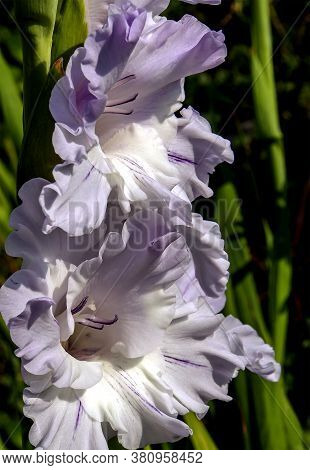 Delicate Fresh Light Lilac Gladiolus In The Garden