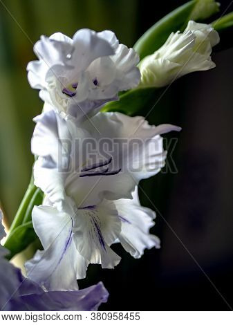 Delicate Fresh Light Lilac Gladiolus On A Blurred Background, Soft Focus