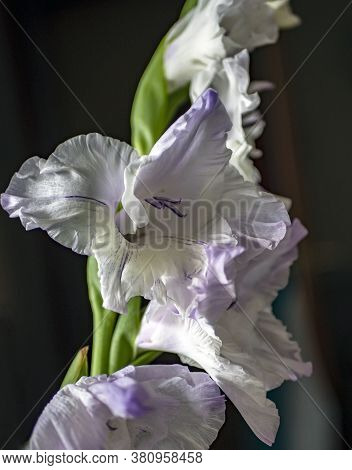 Delicate Fresh Light Lilac Gladiolus On A Blurred Background, Soft Focus
