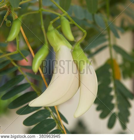 Sesbania Grandiflora Plant, Branches And Flower. Tropical Plant With White Flowers. Asian Agricultur
