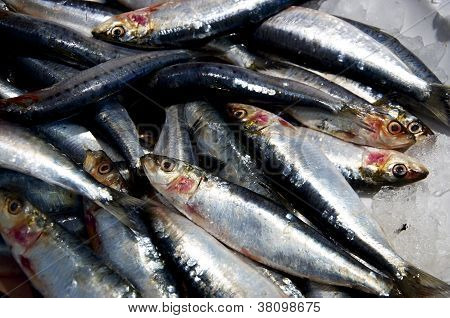 Sardine sul ghiaccio