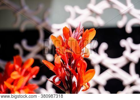 Red Flowers Of Canna Indica, Commonly Known As Indian Shot, African Arrowroot, Edible Canna, Purple 