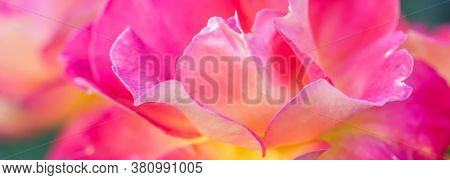 Botanical Concept, Invitation Card - Soft Focus, Abstract Floral Background, Pink Yellow Rose Flower