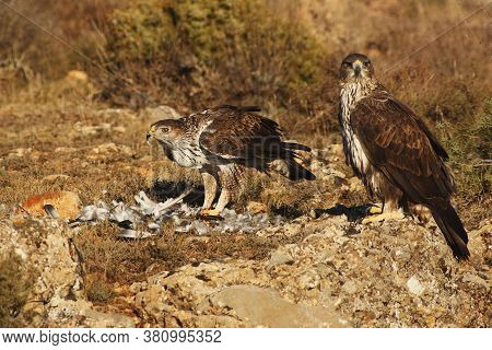 The Pair Of Bonelli's Eagles (aquila Fasciata) Eating The Pigeon (columba Livia)