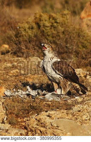 Male Of Bonelli's Eagle (aquila Fasciata) Swallowing The Leg Of Pigeon (columba Livia)