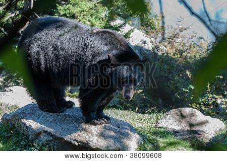 orso nero