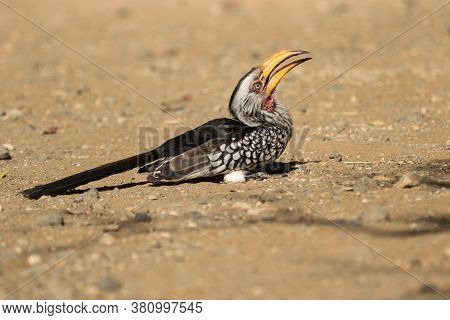 A Southern Yellow-billed Hornbill Sitting On The Ground Tilting Its Head Back, Kruger National Park