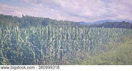 Deserted Fields Of Germany Deserted Venice In Faded Color Effect. Maize Plantation In Southern Bavar