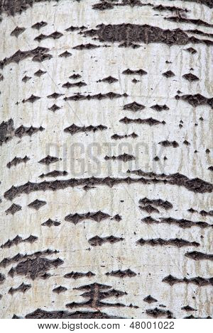 Old Populus Tomentosa Tree Bark