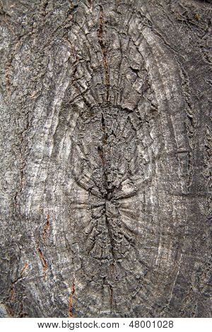 Old Populus Tomentosa Tree Bark