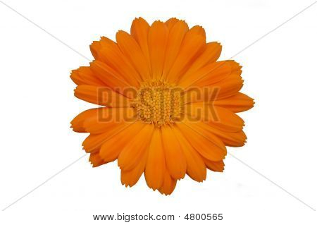 Giallo Gerber Daisy Over White