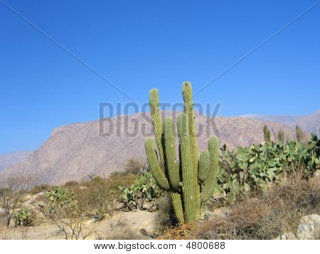 Kaktus Cafayate