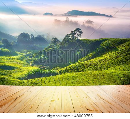 Podłogi z drewna nad herbaty plantacji w Cameron Highlands, Malezja. Sunrise wcześnie rano z mgły.