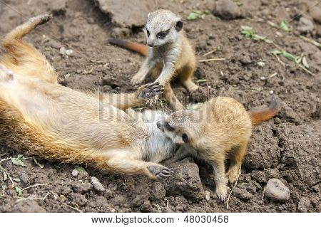 Bébés suricate