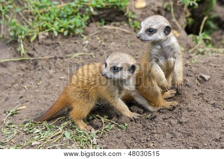 Bébés suricate