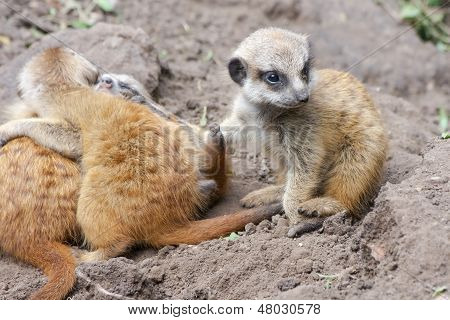 Bébés suricate