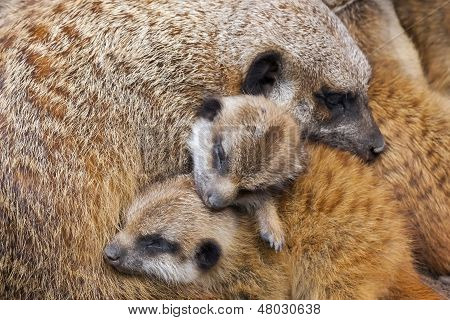 Bébés suricate