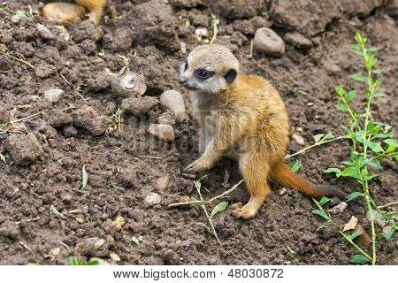 Bébés suricate