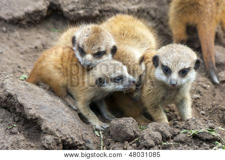 Bébés suricate