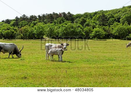 Hungarian Grey Cattle