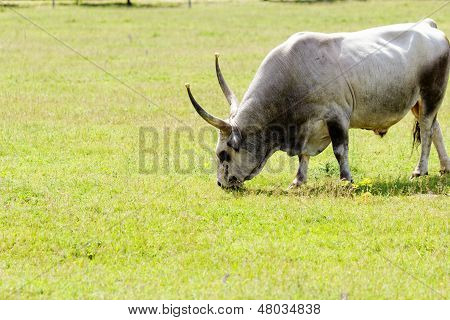 Hungarian Grey Cattle