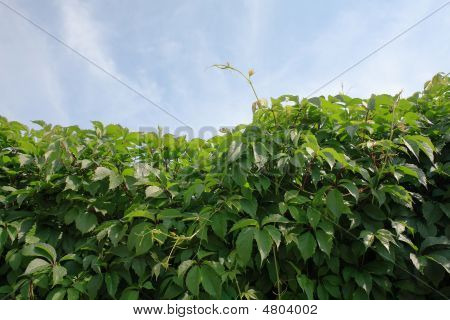 Green Obstacle