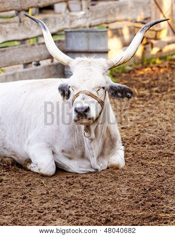 Hungarian Grey Cattle