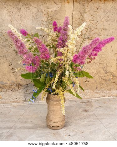 ช่อ Astilbe นิ่ง