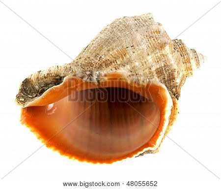Coquille de mer