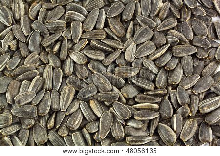 Graines de tournesol